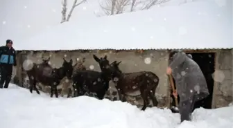 Başıboş Dolaşan Eşeklere Sahip Çıkıldı