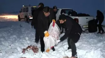 Kahramanmaraş'ta Karagöl'de Yaban Hayvanlarına Yem