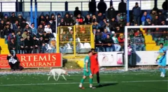 Futbolcu Sahaya Giren Köpeği Kucağında Dışarı Çıkardı