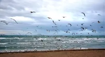 Altınkum Plajı'nı Martılar Bastı