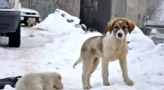 Yavru Köpekler Miniklere Emanet