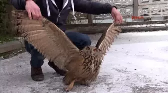 Tokat Erbaa'da Yaralı Bulunan Baykuş Tedaviye Alındı