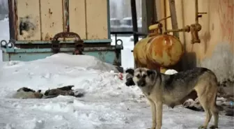 Köpek Yavruları Donarak Öldü