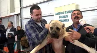 Aksaray'daki Yetiştirilen Bu Köpeği 10 Bin Euro'ya Satmadı