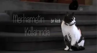 Kedi Dostu İmam