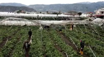 Demre'deki Hortumun Zararı 11 Milyon Lira