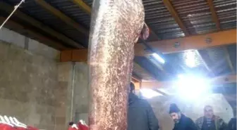 Erbaa'da 93 Kiloluk Yayın Yakalandı