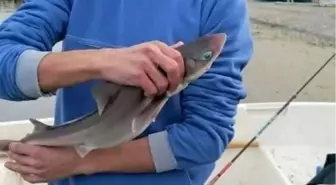 Oltaya Köpek Balığı Takıldı