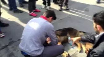 Liseli Genç Yaralı Köpeğinin Başında Ağladı