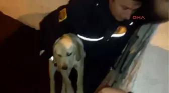 Bodrum Dere Yatağına Düşen Yavru Köpeği İtfaiye Kurtardı