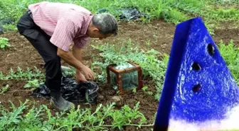 Mavi Karpuz'da Umduğunu Bulamayan Temel, Çareyi Sebzecilikte Arıyor