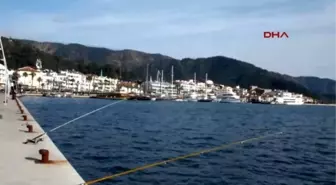 Marmaris Kıyılarında Balon Balığı Tehlikesi