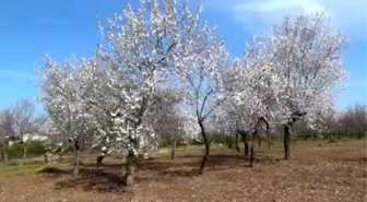 Badem Ağaçları Erken Çiçek Açtı