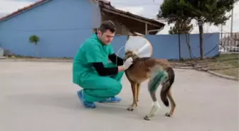 Dost', Doku Nakliyle Hayata Bağlandı