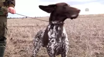 Av Köpekleri Yarıştı