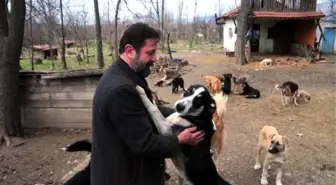 Hayatını Sokak Köpeklerine Adadı