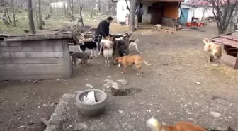 Tokat Hayatını Sokak Köpeklerine Adadı