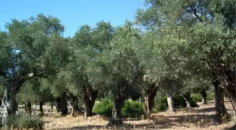 Bosnalı; 'Zeytin Üreticisi Tedirgin'