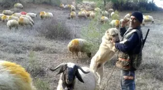 Denizli'de Kangal Köpekleri Çobanların Güvencesi Oldu