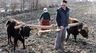 Tosunlara Karasaban Eğitimi