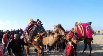 73 Yaşındaki Seniha Nine Deve Güreşlerinde İlgi Odağı Oldu