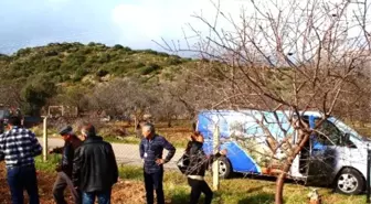 Büyükşehir, Datça'da Badem Ağaçlarını Sinekten Kurtarıyor