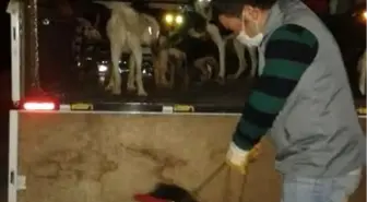 Sokak Köpekleri Tehdit Olmaktan Çıktı