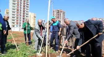 Mezitli'nin Jcaranda Koruluğu Genişliyor