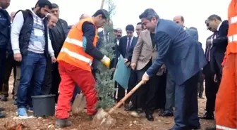 Kahta Seyir Tepesinde İlk Fidanlar Ekildi