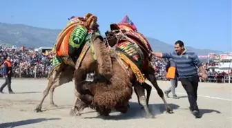 Bozdoğan Deve Güreşleri Büyük İlgi Gördü