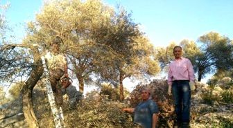 Dalaman'da Zeytin Gençleştirme ve Budama Gösterisi