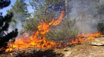 Karıncalı Dağı'nda 15 Hektar Çam Ormanı Kül Oldu