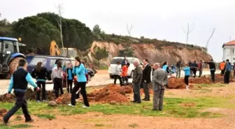 Ayvalık Belediyesi'nin Diktiği Çınarlar Küçükköy'ün Geleceği Olacak