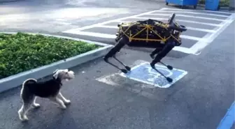 Gerçek Köpek Fido'nun, Google'ın Robot Köpeği Spot ile İmtihanı