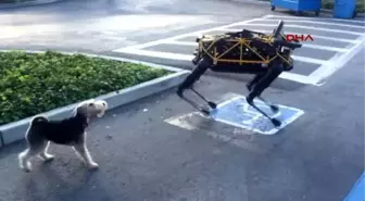 Gerçek Köpek Fido?nun Google?ın Robot Köpeği Spot ile İmtihanı