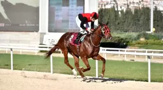 Tsyd İzmir Koşusu'nu 'İlkaan' Kazandı
