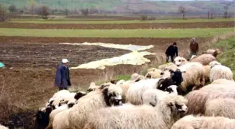 207 Koyunu Yangında Telef Oldu, Birlik 200 Küçükbaş Hayvan Verdi