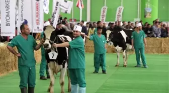 Konya'da Damızlık İnek Güzellik Yarışması Düzenlendi