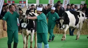 Konya'da İnek Güzellik Yarışması