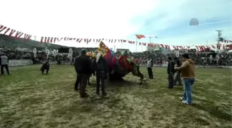 Yatağan 16. Geleneksel Deve Güreşi Festivali