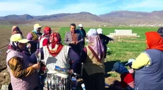 Başkan Tutal, Haşhaş Tarlasında Kadın Çapacıları Ziyaret Etti