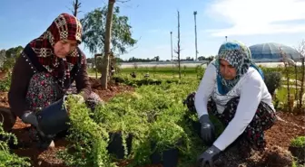 Expo Tepesine 68 Tür Tıbbi ve Aromatik Bitki Dikiliyor