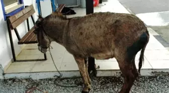 Köpeklerin Saldırdığı Eşeği Hayvan Sever Kadınlar Kurtardı