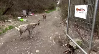 Kocaeli - Hayatını Kendisini Ölümden Kurtaran Köpeklere Adadı