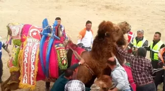 Buldan'da Develer Hastane İçin Güreşti