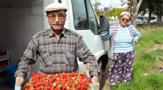 Devlet Desteğiyle 16 Yıldır Organik Çilek Üretiyor