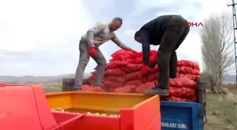 Sandıklı'da Patates Üreticileri Sezona Umutlu Başladı