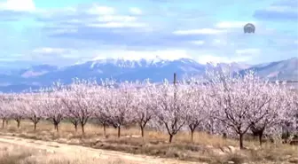 Kayısının Başkenti 'Gelinliğe' Büründü