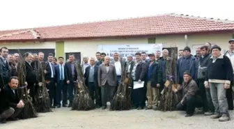 Hisarcık'ta 36 Çiftçiye Ceviz Fidanı Desteği