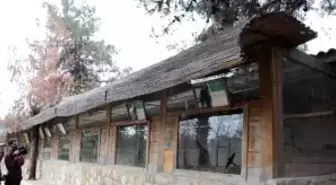 Hırsızlar, Hayvanat Bahçesinden 4 Papağan Çaldı